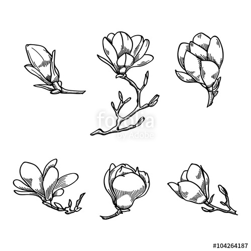 500x500 Spring Magnolia Flower Black And White Hand Drawn Vector Sketch