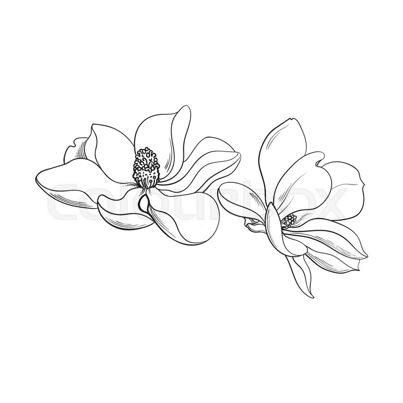 800x800 Two Magnolia Flowers, Sketch Style Vector Illustration Isolated On