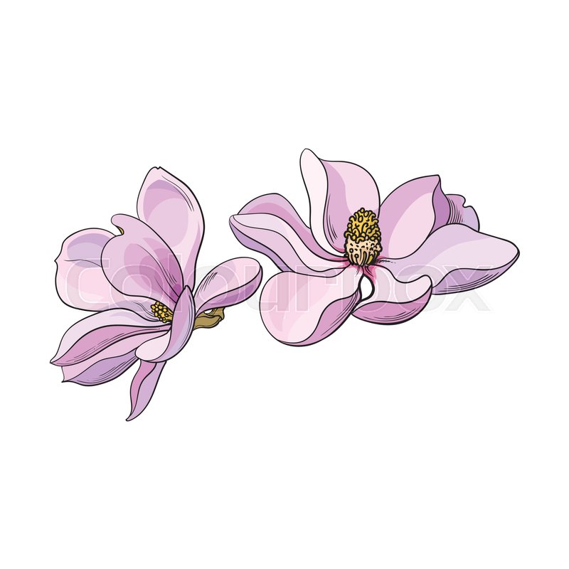 800x800 Two Pink Magnolia Flowers, Sketch Style Vector Illustration