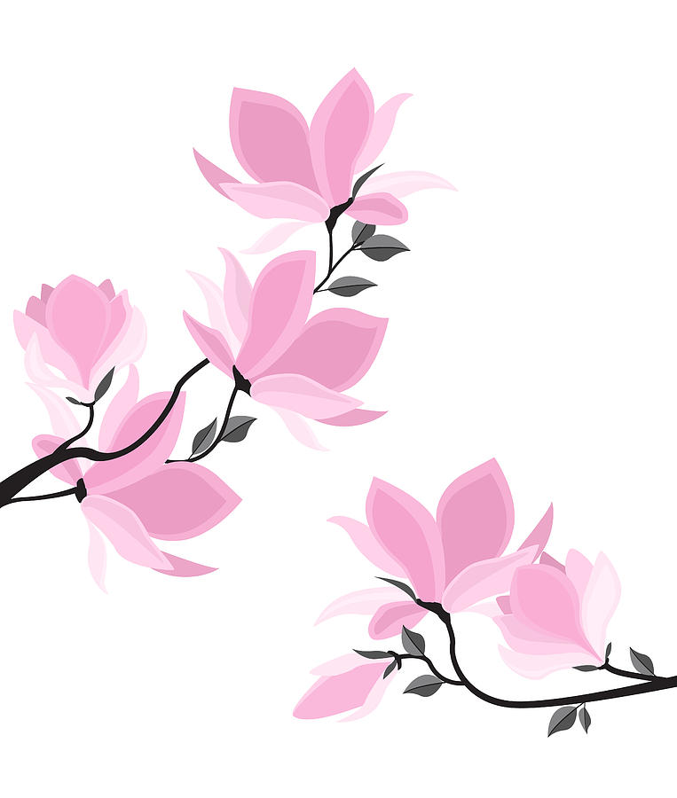 763x900 Vector Magnolia Flowers Drawing By Miroslava Hlavacova