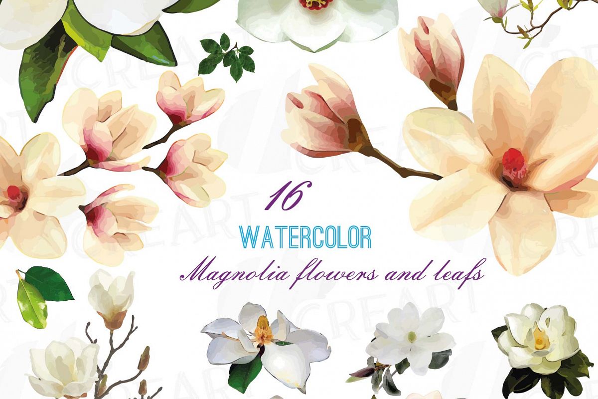 1200x800 Watercolor White Magnolia Flowers And Leafs Clip Art Pack