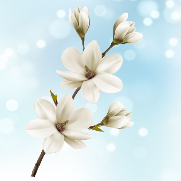 600x600 White Magnolia Flower Vector