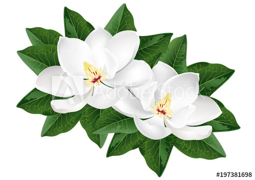 500x353 White Magnolia Flowers. Realistic Vector Illustration Isolated On