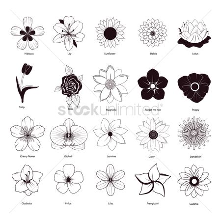 450x450 Free Magnolia Flower Stock Vectors Stockunlimited