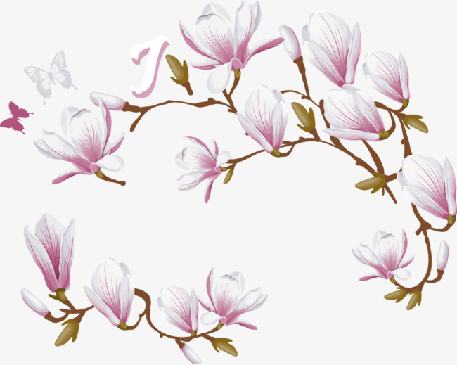 650x519 Magnolia Flower Decoration Vector, Flower Vector, Decoration