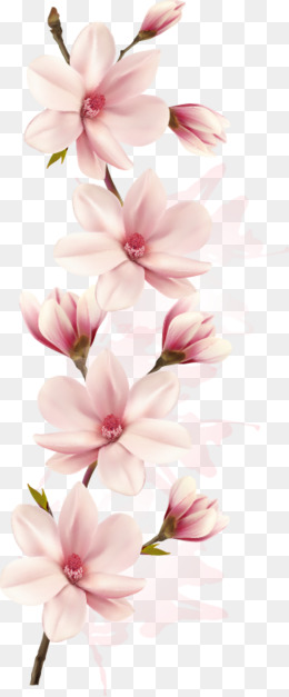 260x627 Magnolia Flower Png, Vectors, Psd, And Clipart For Free Download