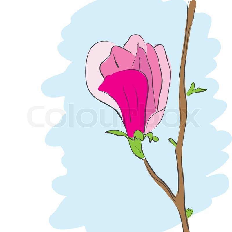 800x799 Magnolia Vector Drawing Illustration Stock Vector Colourbox