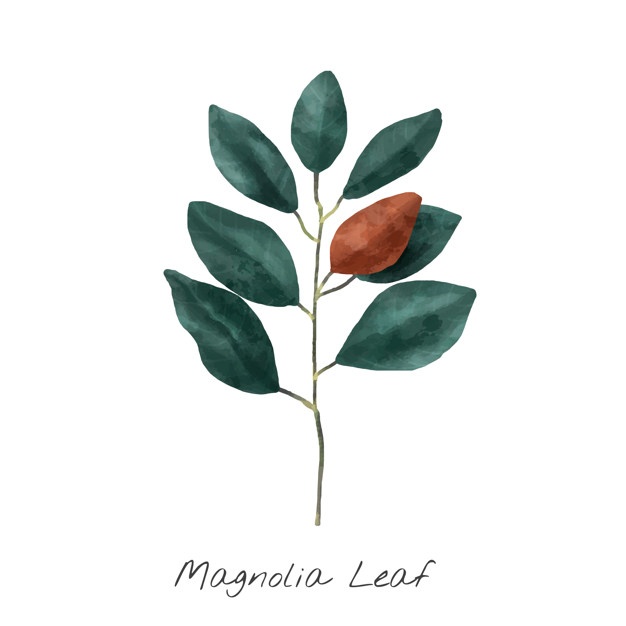 626x626 Magnolia Vectors, Photos And Psd Files Free Download
