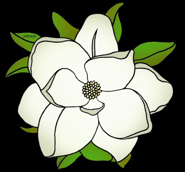 777x723 Magnolia Cone Clipart