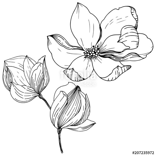 500x500 Magnolia In A Vector Style Isolated. Full Name Of The Plant