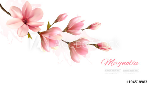 500x284 Nature Background With Blossom Branch Of Pink Magnolia. Vector