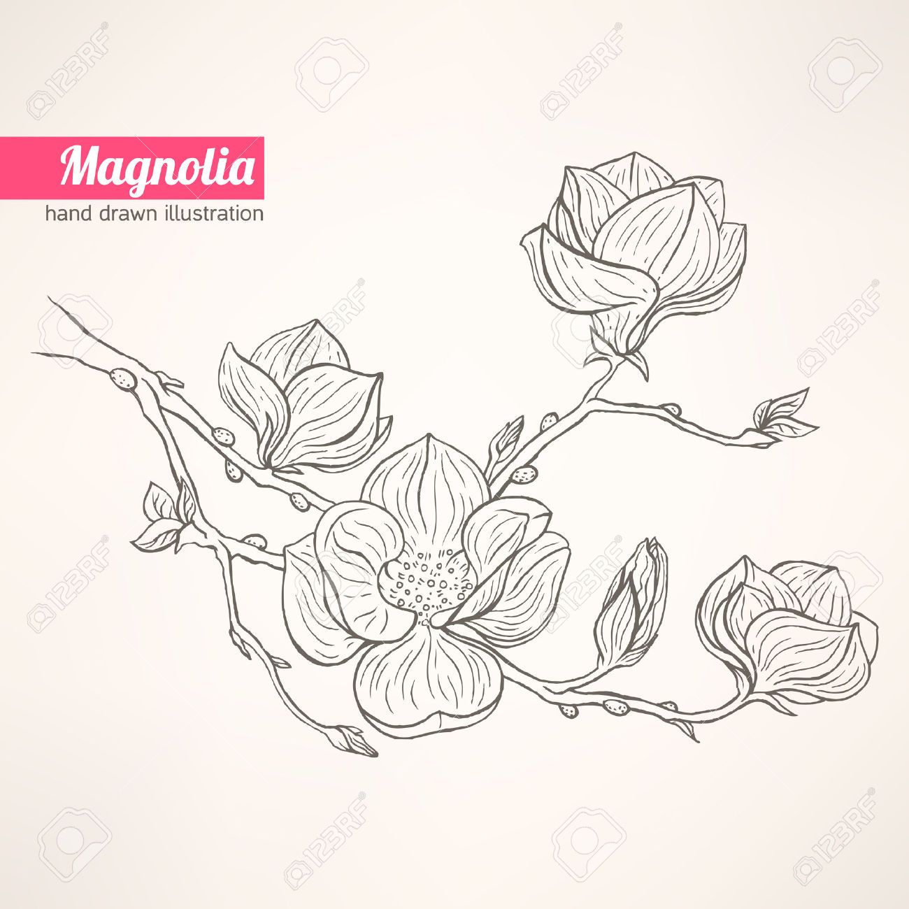 1300x1300 Beautiful Background With Hand Drawn Blooming Magnolia Twig