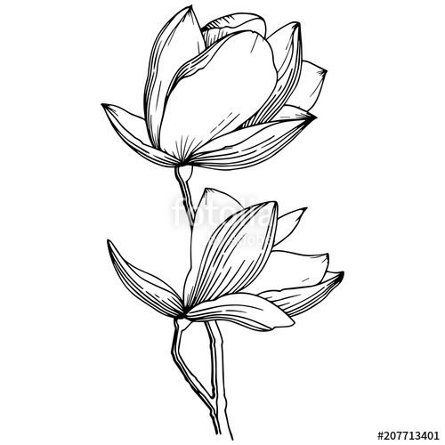 500x500 Magnolia In A Vector Style Isolated. Full Name Of The Plant