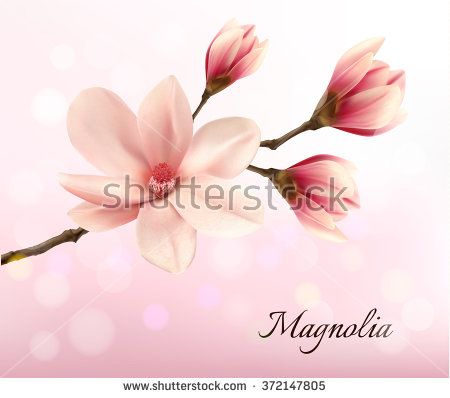 450x398 Pink Magnolia Stock Vectors Amp Vector Clip Art Shutterstock