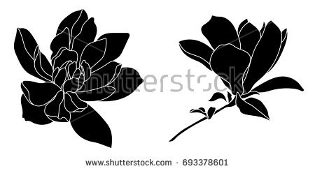450x245 Collection Of Magnolia Silhouette Download Them And Try To Solve