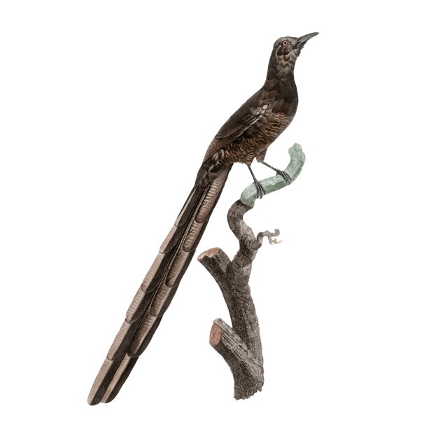 626x626 Magpie Vectors, Photos And Psd Files Free Download