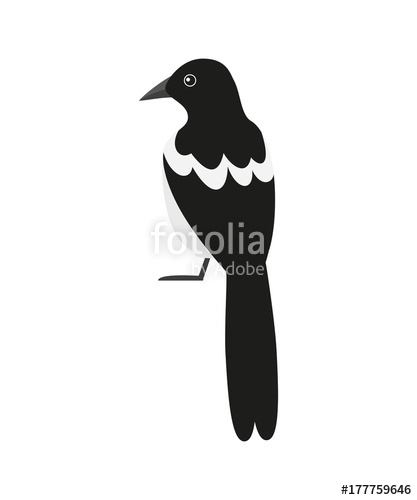 417x500 Magpie Icon On The White Background. Stock Image And Royalty Free