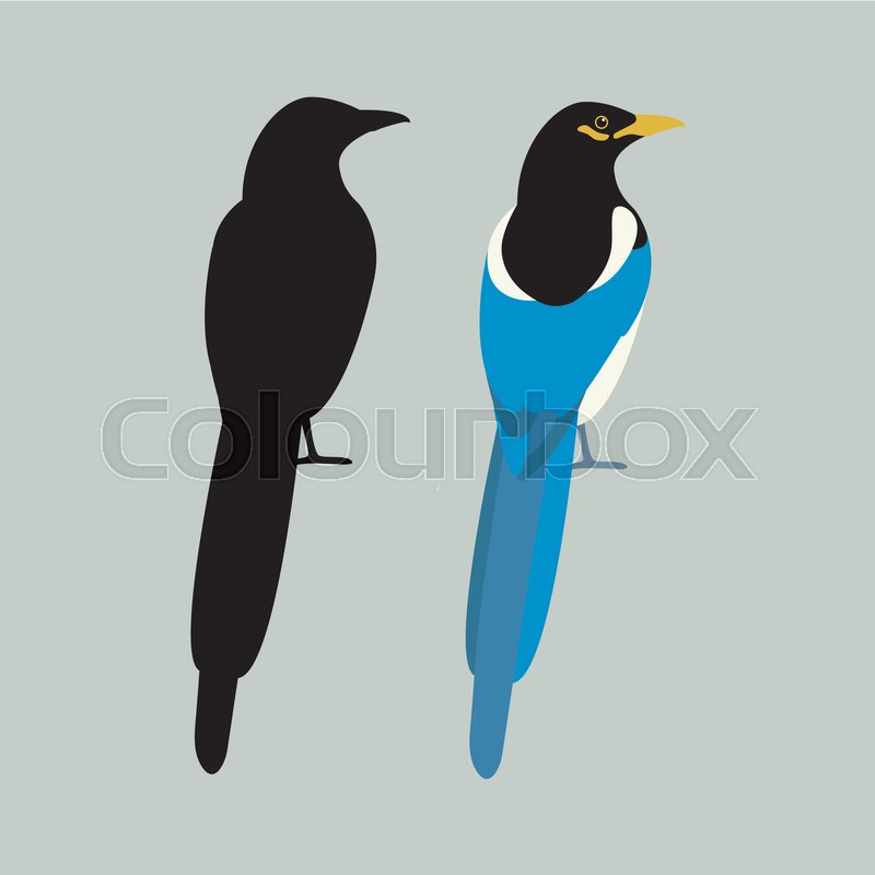 800x800 Magpie Vector Illustration Style Flat Set Black Silhouette Stock