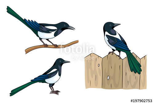 500x340 Magpies