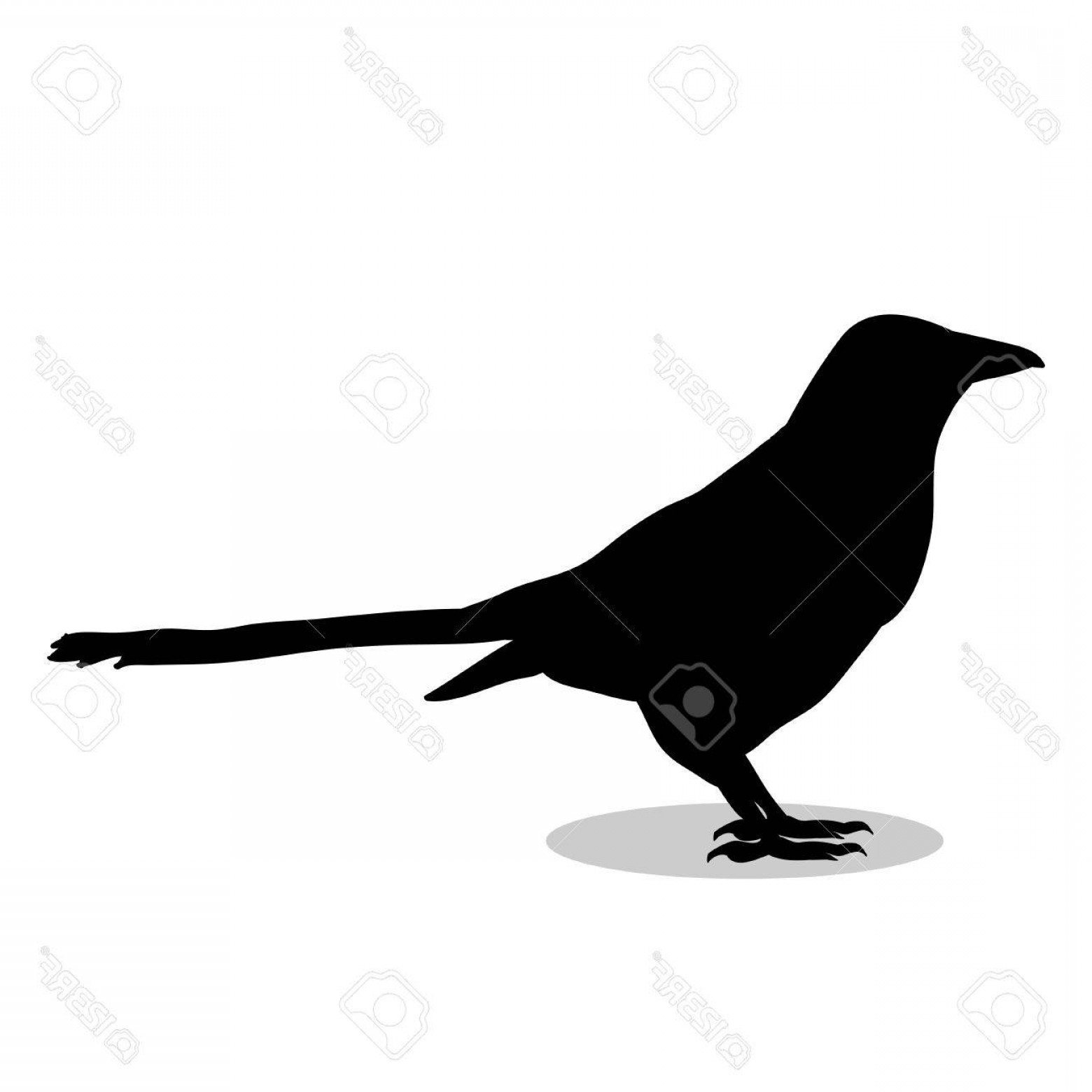 1560x1560 Photostock Vector Magpie Bird Black Silhouette Animal Vector