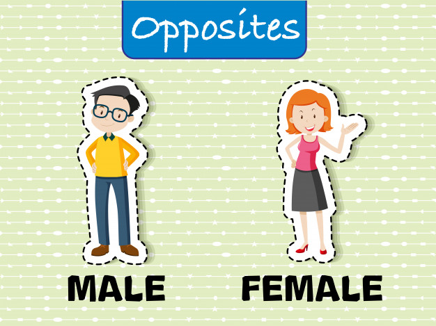 626x469 Opposite Words For Male And Female Vector Free Download