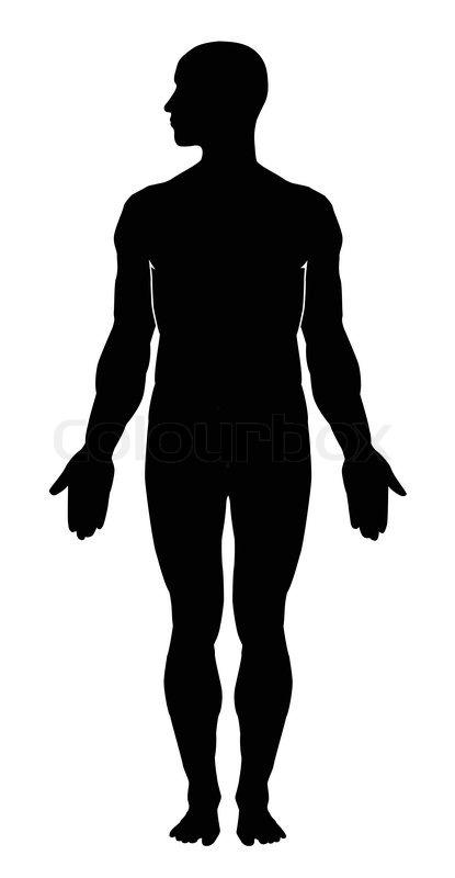 415x800 Male Human Anatomy Stock Vector Colourbox