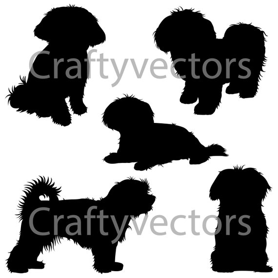 Maltese Vector at GetDrawings | Free download