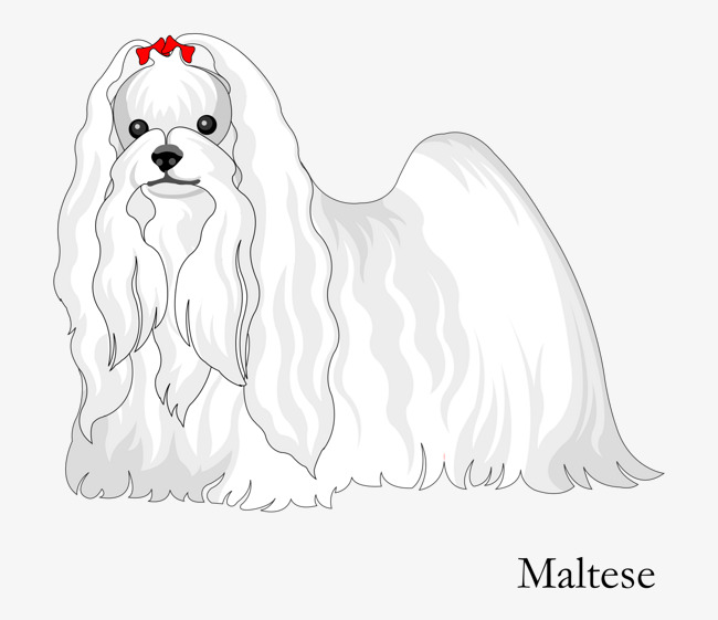 650x561 Vector Cartoon White Cute Maltese Dog, Vector Of Animals, White