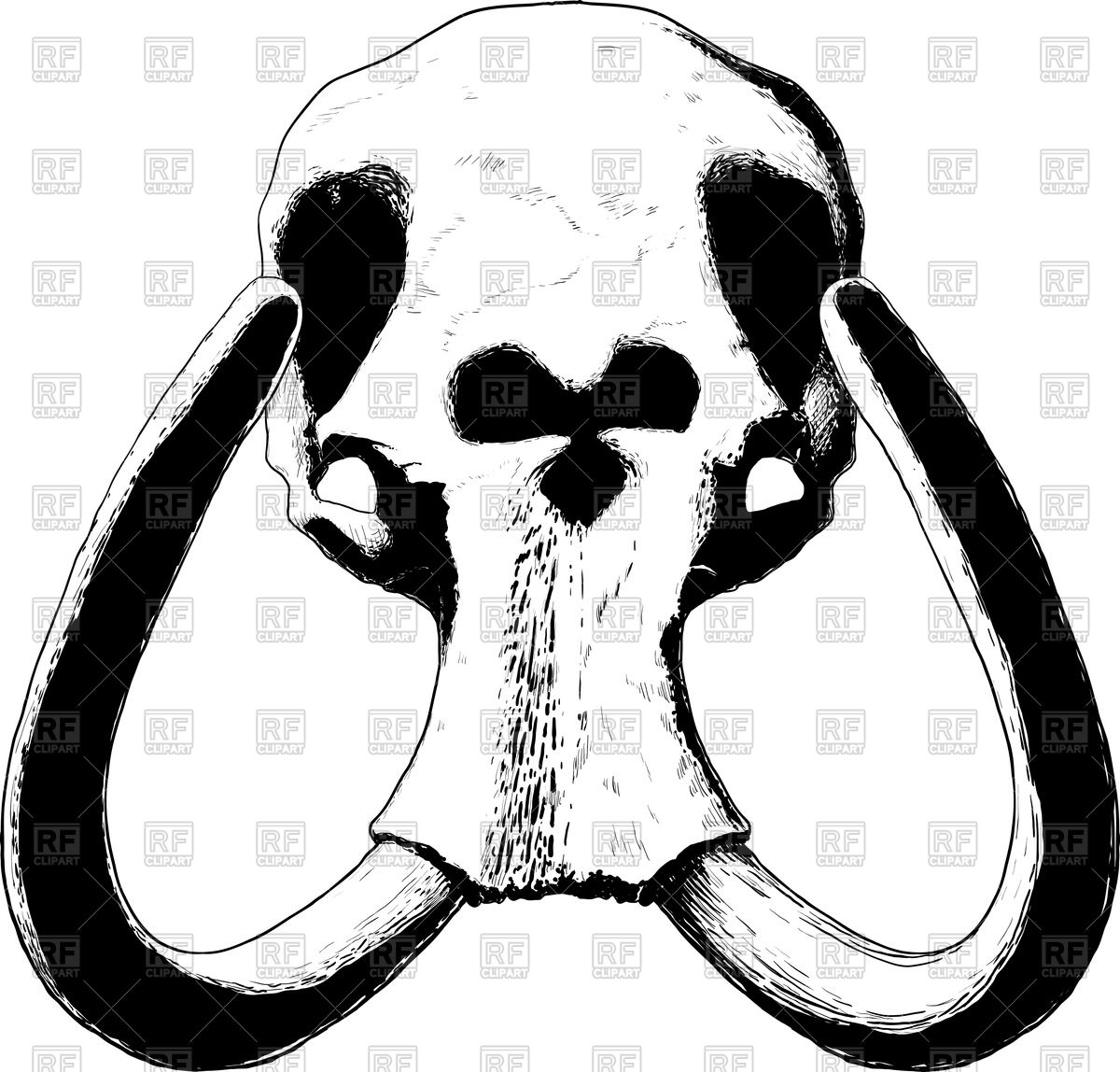 1200x1148 Mammoth Skull With Huge Tusks Looks From The Front Vector Image