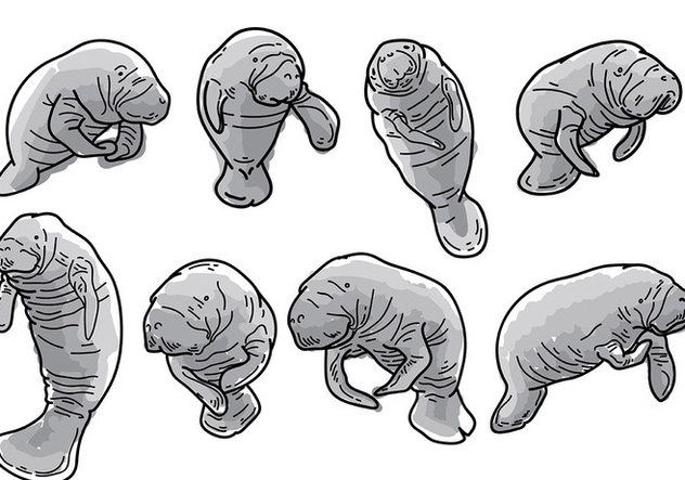 632x443 Free Manatee Icons Vector Free Vector Download 405989 Cannypic