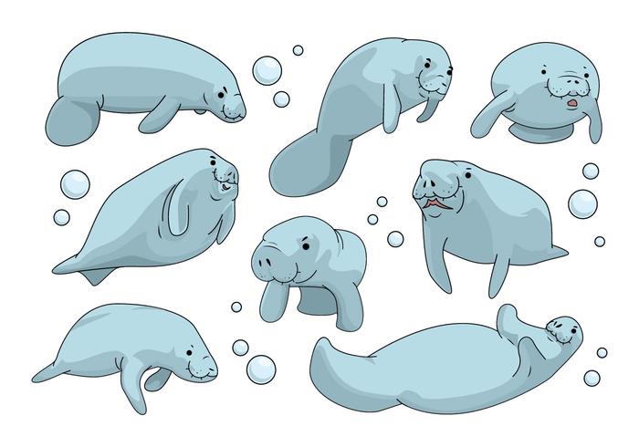 700x490 Free Manatee Vector