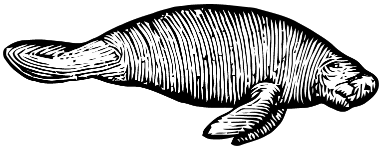 765x303 Free Vector Art Manatee Images From