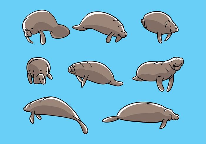 700x490 Manatee Illustration Vector