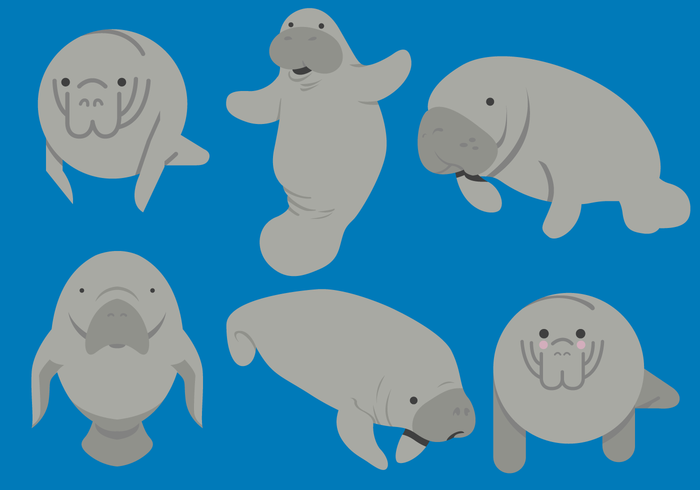 700x490 Manatee Vectors