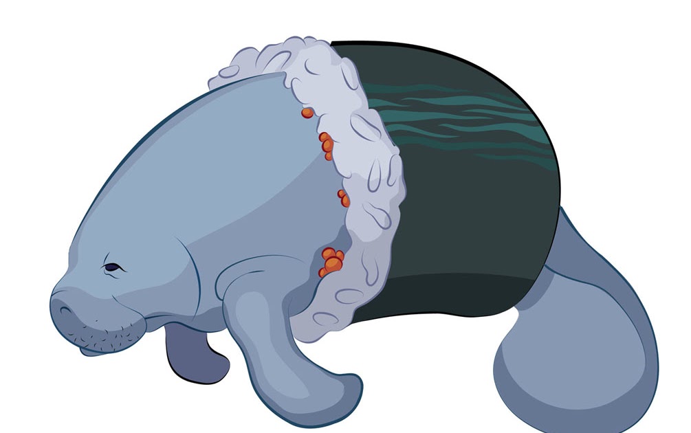 1005x630 Matt Greenholt Manatee Vectors