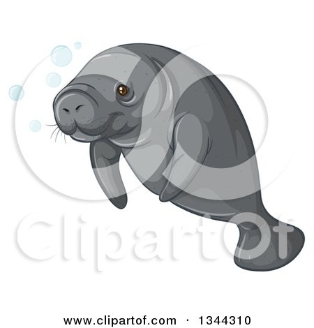 450x470 Clipart Of A Swimming Gray Manatee Sea Cow