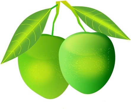 442x368 Mango Vector Free Vector Download (33 Free Vector) For Commercial