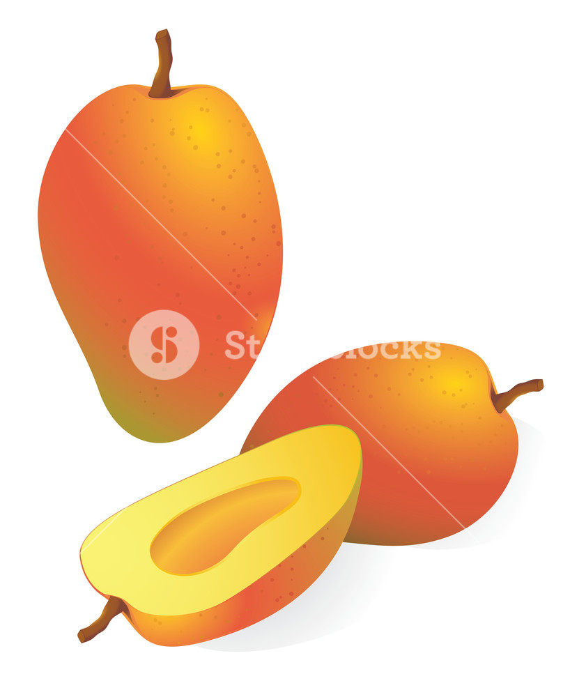 818x1000 Mango. Vector Illustration Royalty Free Stock Image