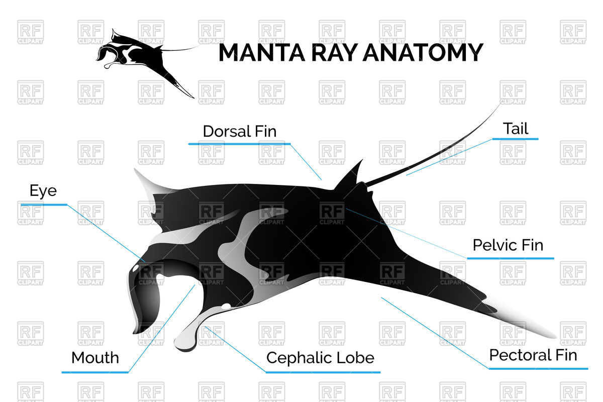 1200x800 Manta Ray Anatomy Vector Image Vector Artwork Of Plants And
