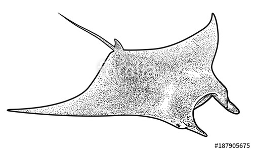 500x299 Manta Ray Illustration, Drawing, Engraving, Ink, Line Art, Vector