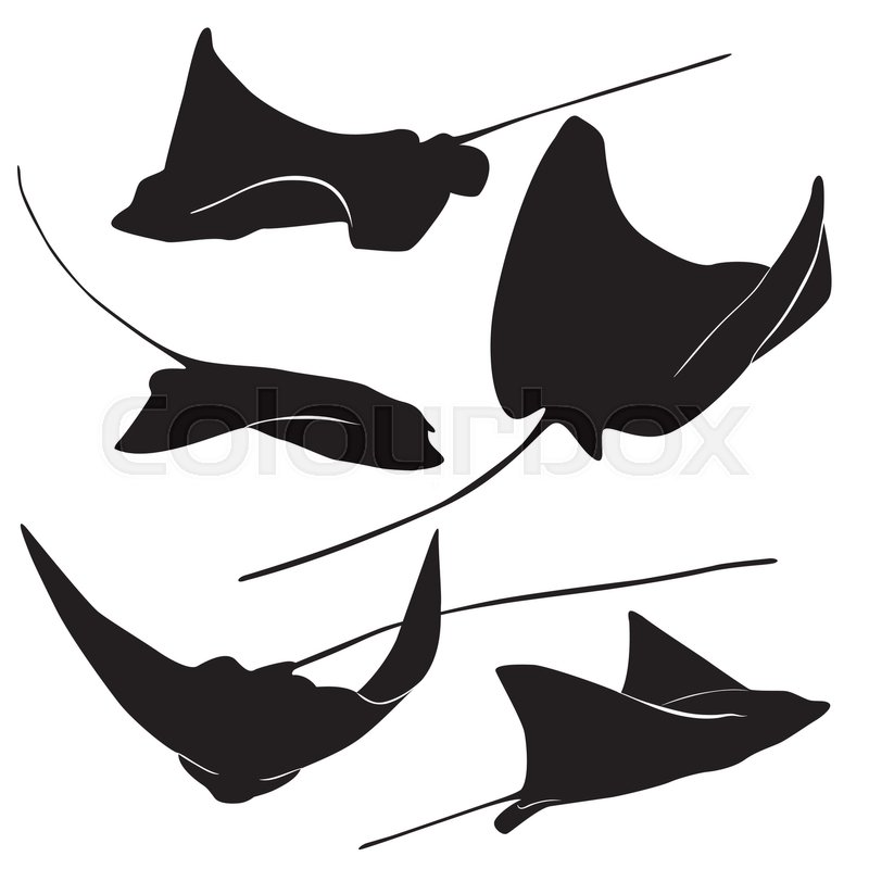 800x800 Set Of Stingray Silhouette And Icons In Simple Style. Vector