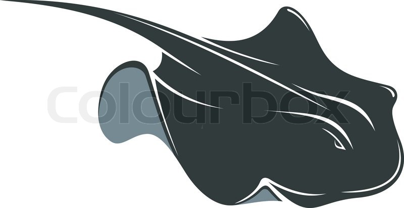 800x413 Swimming Manta Ray With A Long Tail And Wing Like Pectoral Fins
