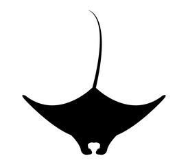 274x240 Manta Ray Photos, Royalty Free Images, Graphics, Vectors Amp Videos