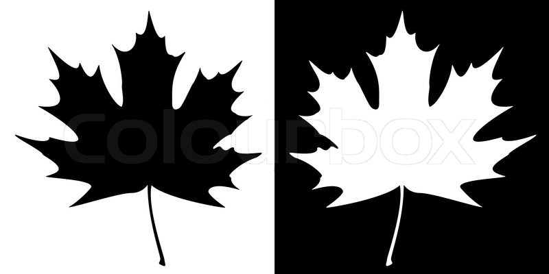 800x400 Double Maple Leaf Silhouette Stock Vector Colourbox