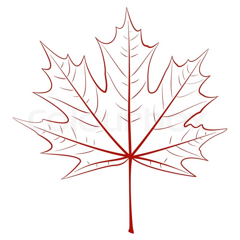 800x800 Graphic Maple Leaf Stock Vector Colourbox