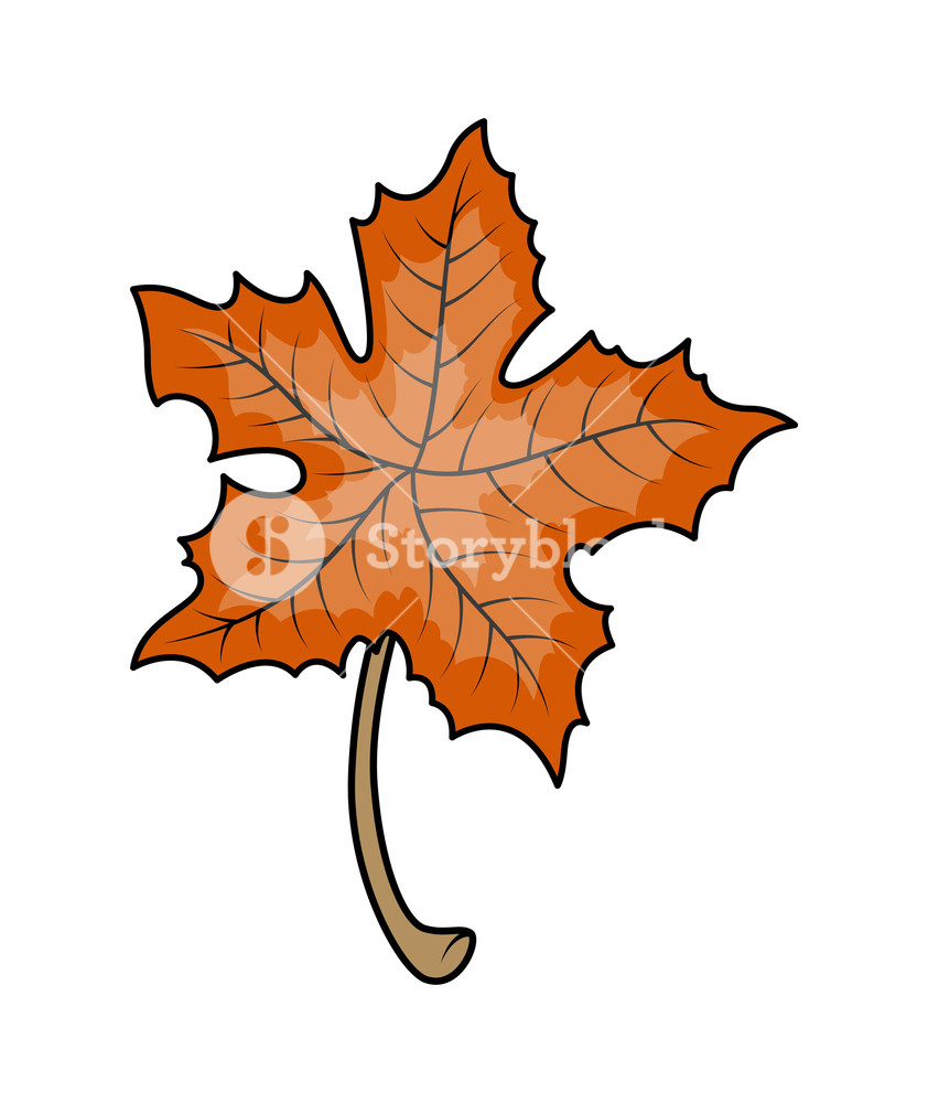 842x1000 Maple Leaf Vector Royalty Free Stock Image