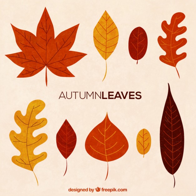 626x626 Maple Vectors, Photos And Psd Files Free Download