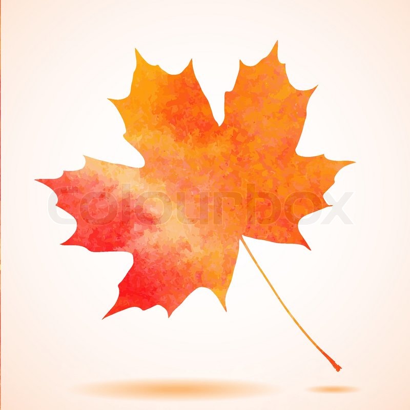 800x799 Orange Watercolor Painted Vector Autumn Maple Leaf Background