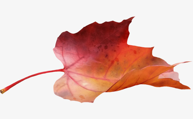 650x400 Vector Maple Leaves, Leaf, Gules, Maple Leaf Vector Png And Vector