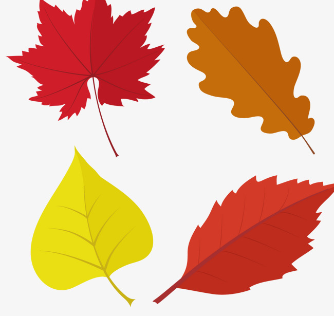 650x615 Dark Autumn Maple Leaves Vector, Deep Color, Autumn, Maple Leaf